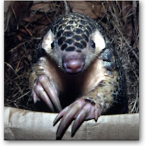 anthonyalgorithm avatar