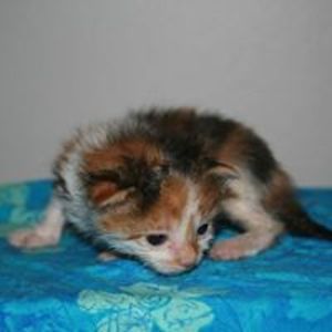 kore2persephone avatar