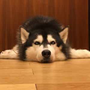 ailbhemeiyueong avatar