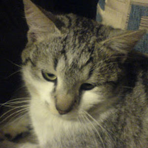 jasenkocicvara avatar