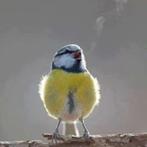 fibersubscriber avatar