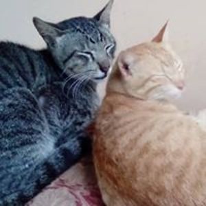 jizelle_nuinei avatar