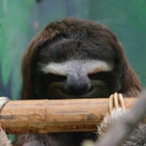 alaynabuckley avatar