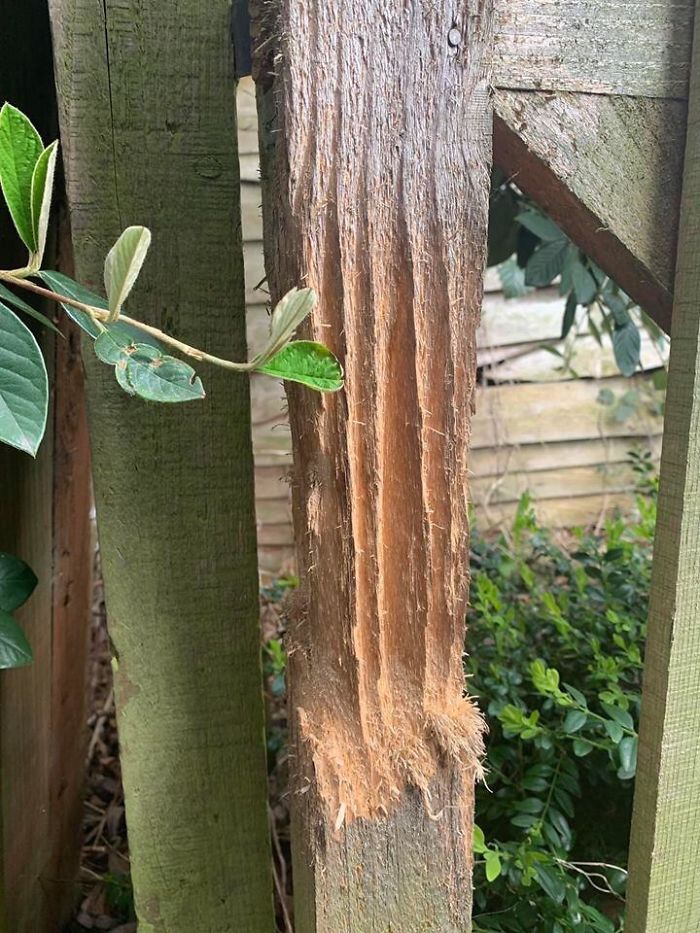 This Is What My Mom’s Fence Post Looks Like Three Years After Adopting Two Cats