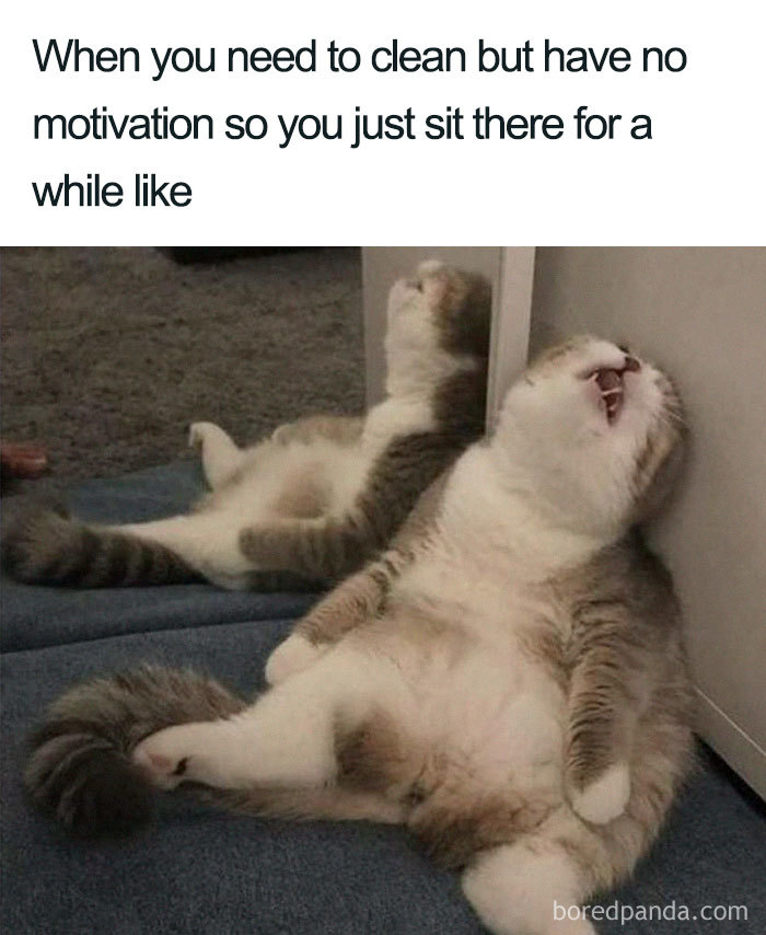 Cat lounging against a wall, humorously embodying cleaning meme laziness.