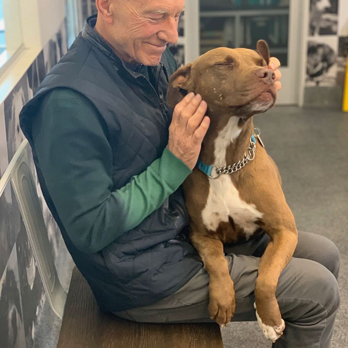Patrick Stewart Has A New Foster Dog And Their Bond Is Adorable Patrick Stewart Has A New Foster Dog And Their Bond Is Adorable