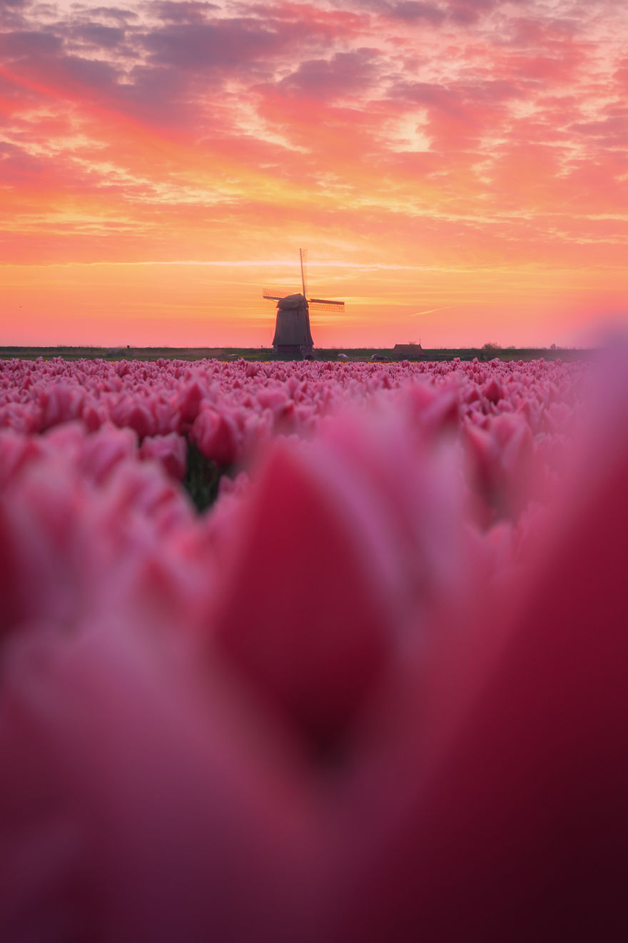 Amazing Footage Of The Dutch Tulips