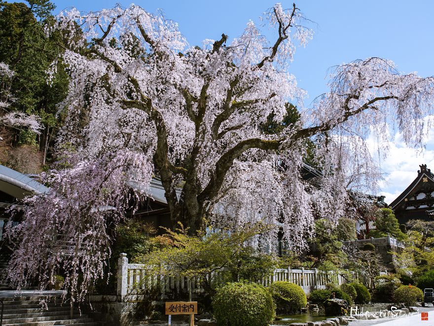 Japan's Oldest Cherry Tree
