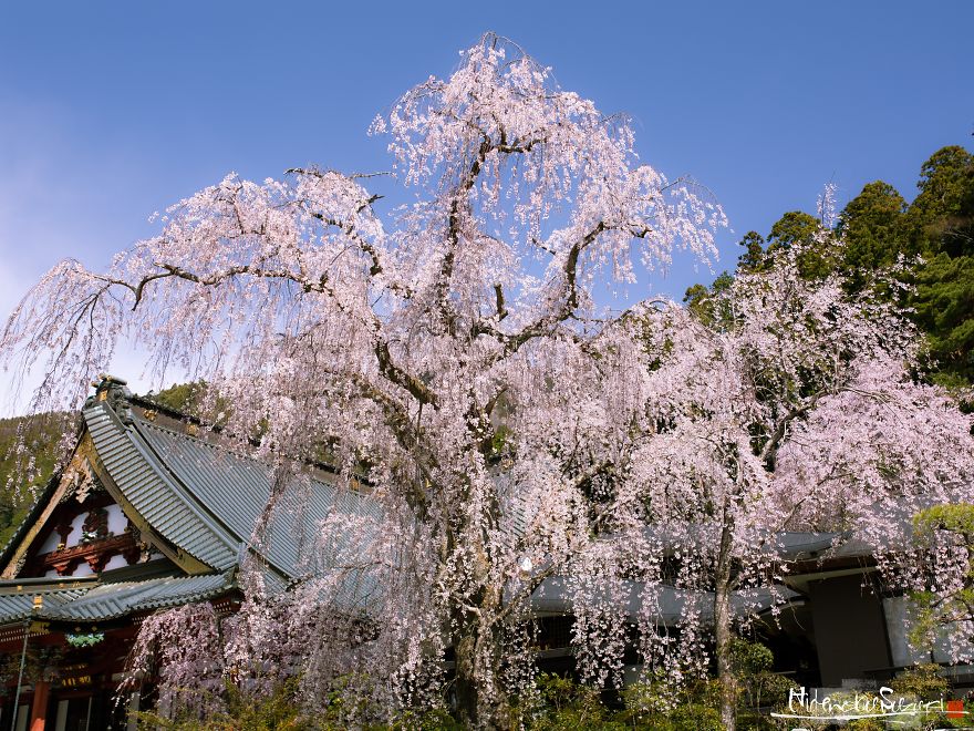 Japan's Oldest Cherry Tree