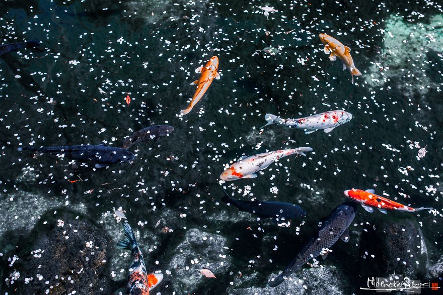 Japan's Oldest Cherry Tree