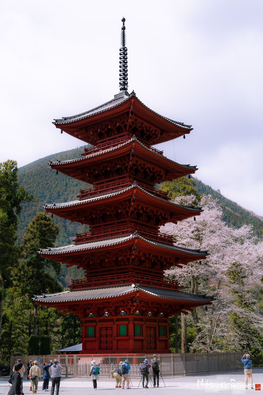 Japan's Oldest Cherry Tree
