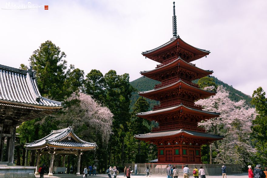 Japan's Oldest Cherry Tree