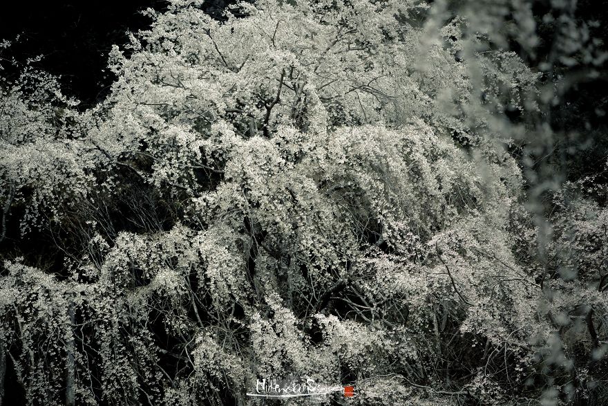 Japan's Oldest Cherry Tree
