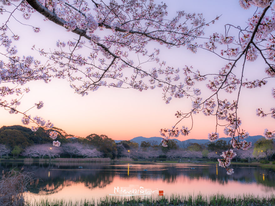 Japan's Oldest Cherry Tree