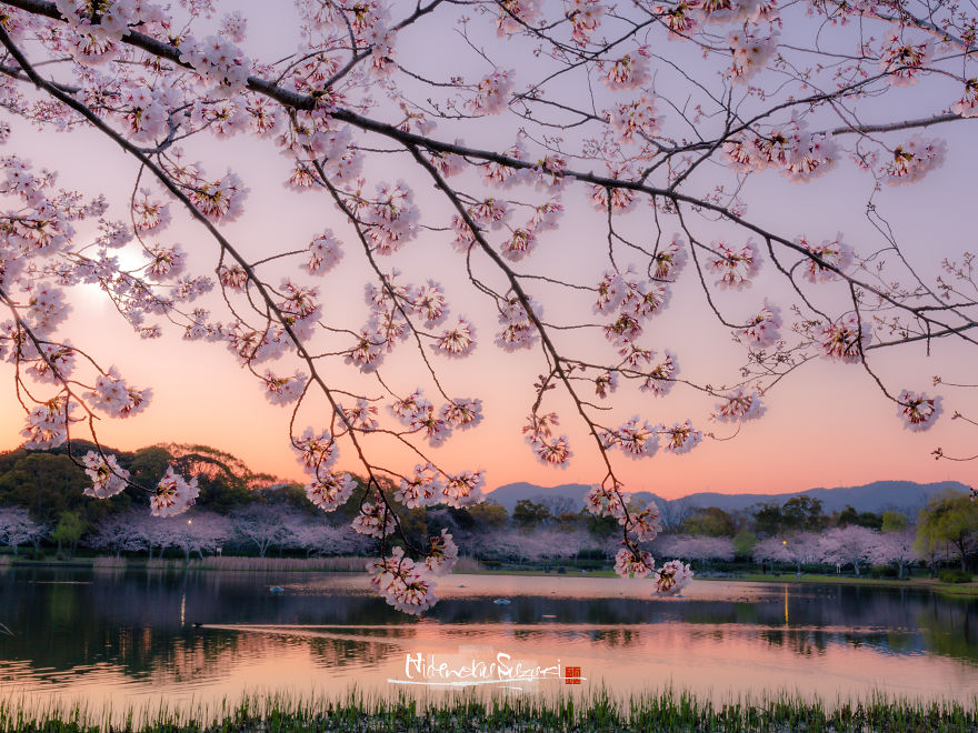 Japan's Oldest Cherry Tree