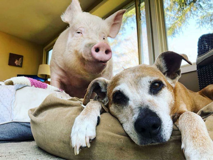 Couple Thinks They Adopted A Mini-Pig, Keeps Her As A Pet Even After It Grows To Be 650 Lbs Couple Thinks They Adopted A Mini-Pig, Keeps Her As A Pet Even After It Grows To Be 650 Lbs