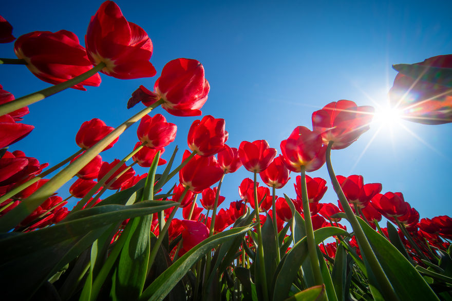 Amazing Footage Of The Dutch Tulips