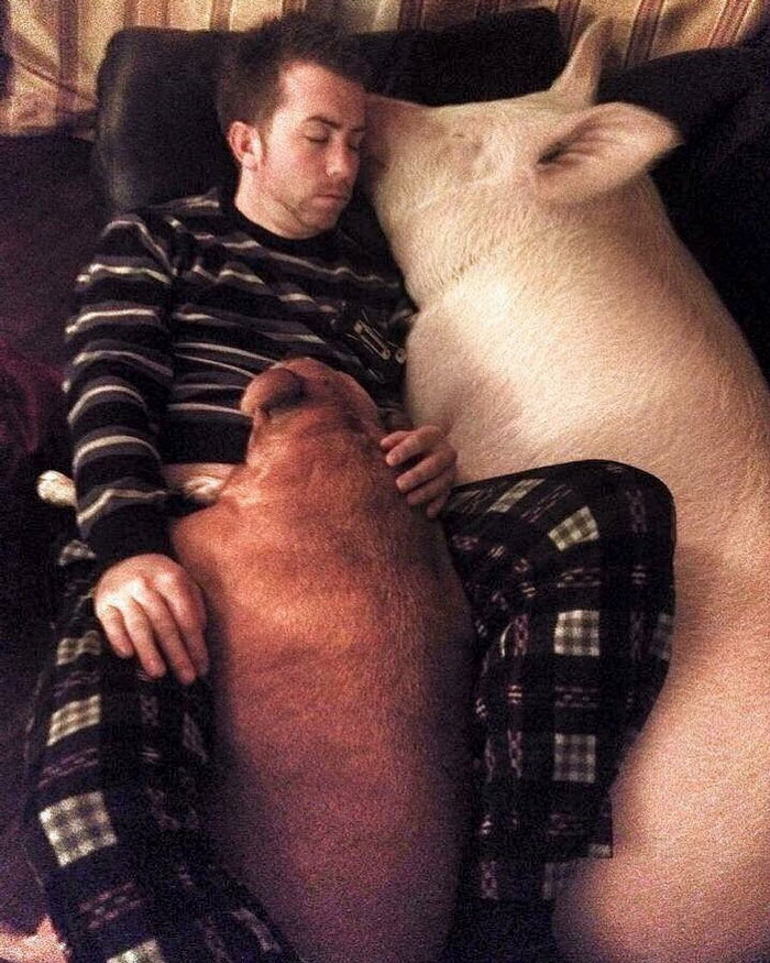 Couple Thinks They Adopted A Mini-Pig, Keeps Her As A Pet Even After It Grows To Be 650 Lbs Couple Thinks They Adopted A Mini-Pig, Keeps Her As A Pet Even After It Grows To Be 650 Lbs