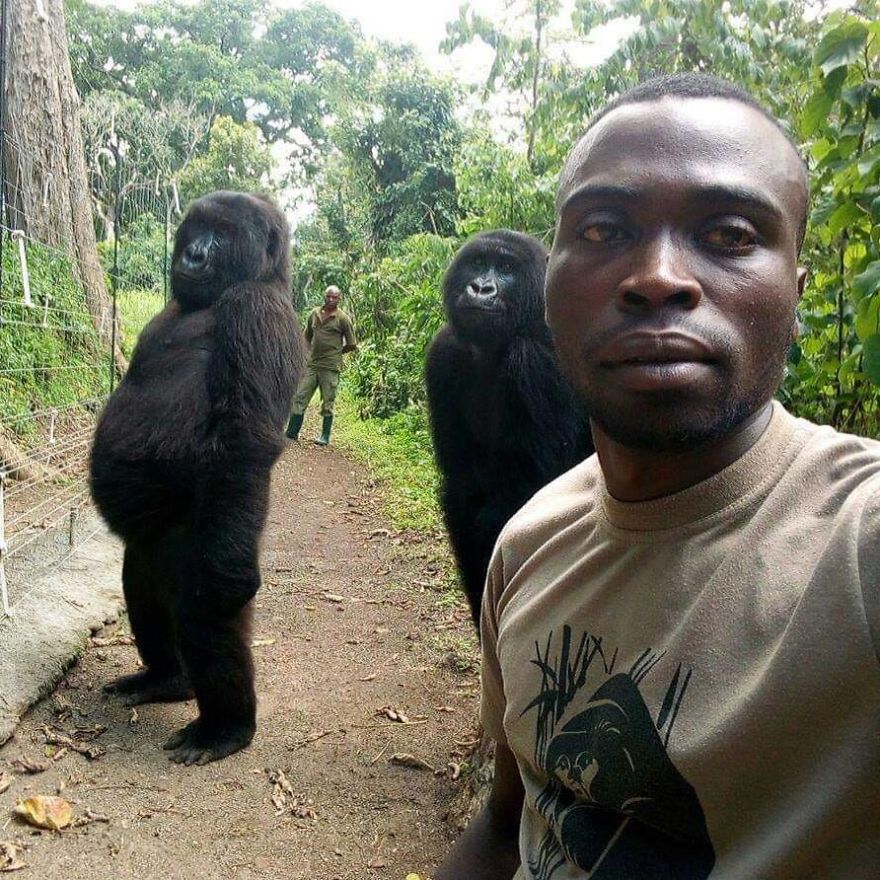 Gorillas Pose For Selfies With Anti-Poaching Rangers In Congo Gorillas Pose For Selfies With Anti-Poaching Rangers In Congo