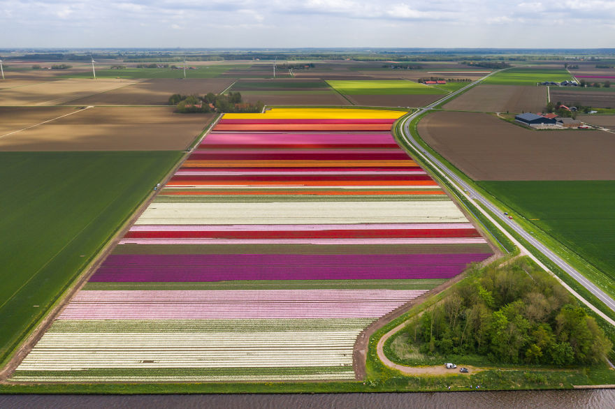 Amazing Footage Of The Dutch Tulips