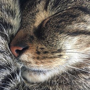 randi_lorenzen avatar