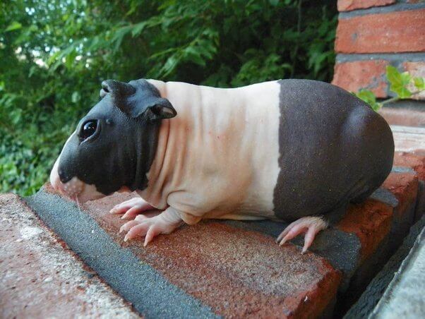 8 Hairless Guinea Pigs That You Could Mistake For Tiny Hippos