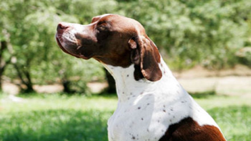 A True &ldquo;Bird-Dog&rdquo; The English Pointer