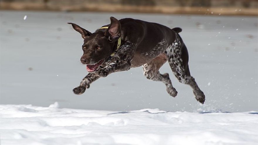 A True &ldquo;Bird-Dog&rdquo; The English Pointer