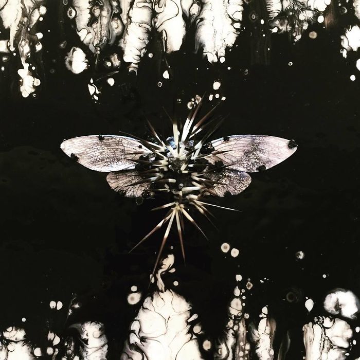 Cicada Art - Self Defense 2