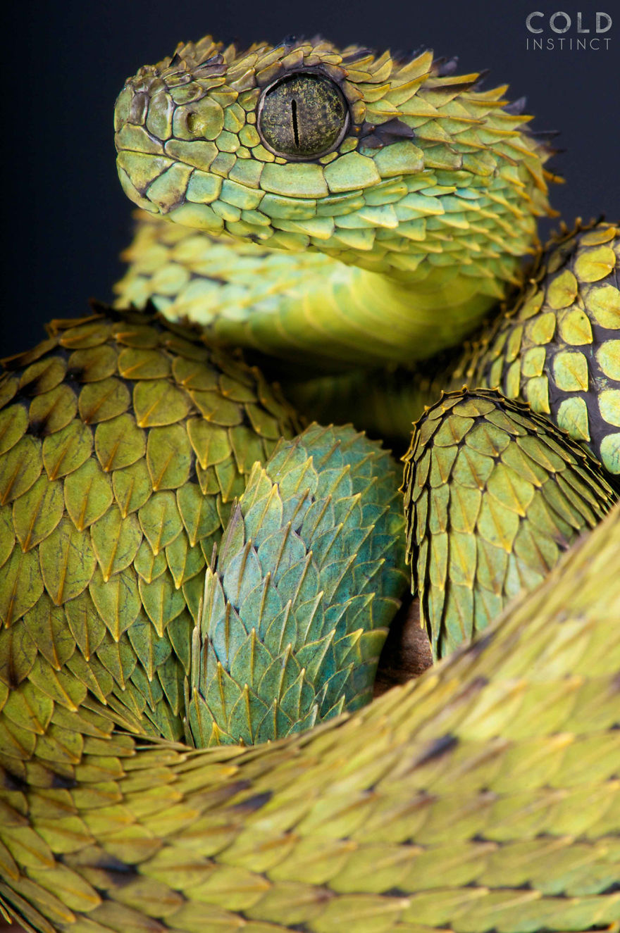 Atheris Hispida