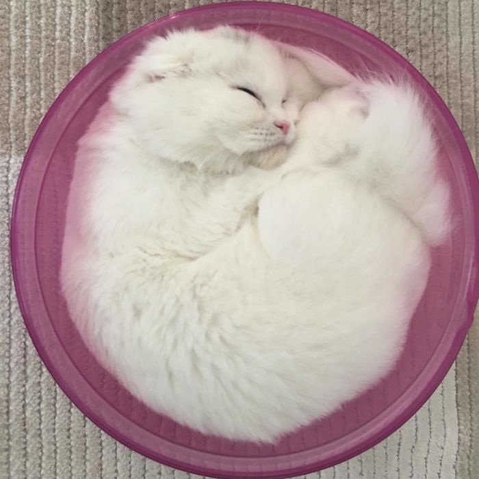 Cute Cat Pie