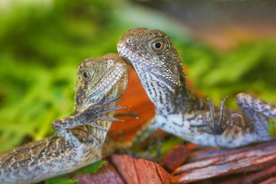 Last Year In November, We Found Eastern Water Dragon Eggs Laid In One Of Our Flower Pots And We Took Good Care Of Them Last Year In November, We Found Eastern Water Dragon Eggs Laid In One Of Our Flower Pots And We Took Good Care Of Them