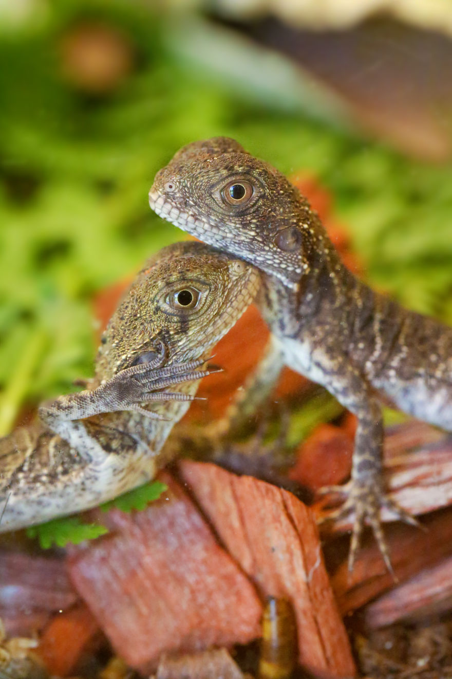 Last Year In November, We Found Eastern Water Dragon Eggs Laid In One Of Our Flower Pots And We Took Good Care Of Them Last Year In November, We Found Eastern Water Dragon Eggs Laid In One Of Our Flower Pots And We Took Good Care Of Them