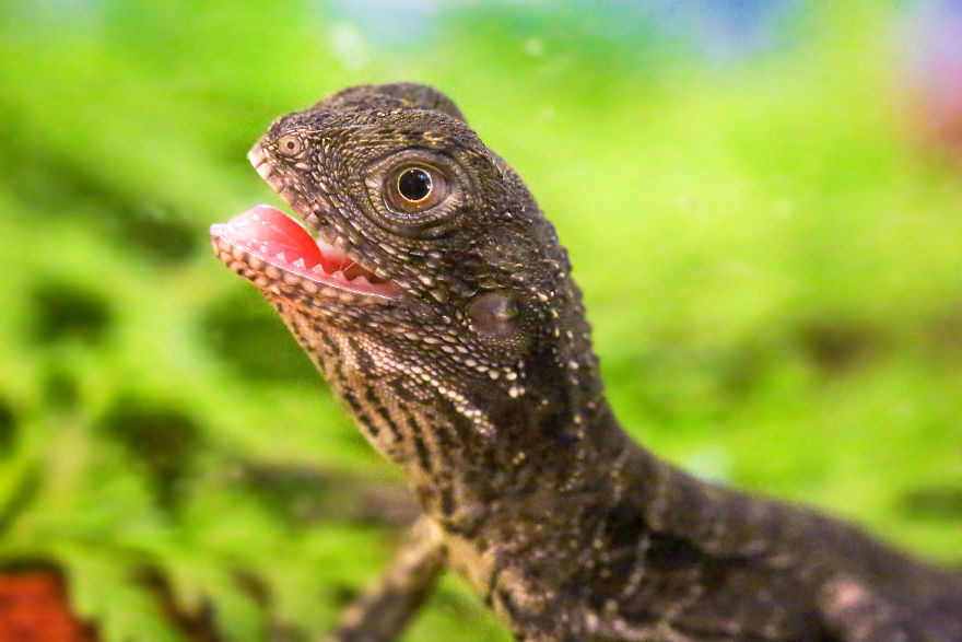 Last Year In November, We Found Eastern Water Dragon Eggs Laid In One Of Our Flower Pots And We Took Good Care Of Them Last Year In November, We Found Eastern Water Dragon Eggs Laid In One Of Our Flower Pots And We Took Good Care Of Them