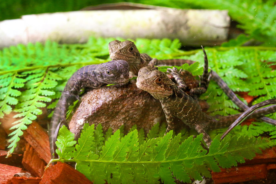 Last Year In November, We Found Eastern Water Dragon Eggs Laid In One Of Our Flower Pots And We Took Good Care Of Them Last Year In November, We Found Eastern Water Dragon Eggs Laid In One Of Our Flower Pots And We Took Good Care Of Them