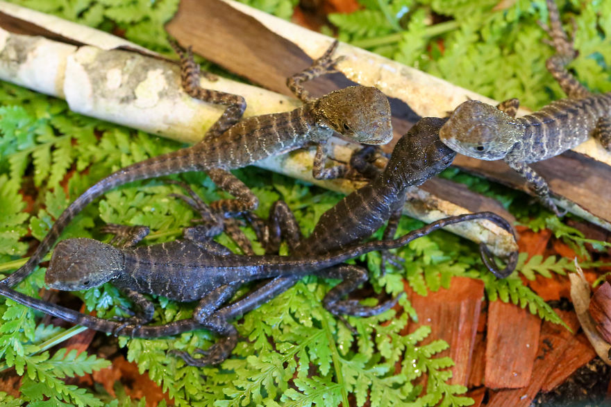 Last Year In November, We Found Eastern Water Dragon Eggs Laid In One Of Our Flower Pots And We Took Good Care Of Them Last Year In November, We Found Eastern Water Dragon Eggs Laid In One Of Our Flower Pots And We Took Good Care Of Them