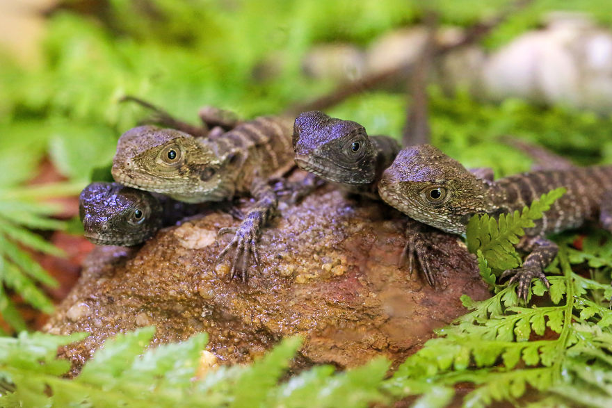 Last Year In November, We Found Eastern Water Dragon Eggs Laid In One Of Our Flower Pots And We Took Good Care Of Them Last Year In November, We Found Eastern Water Dragon Eggs Laid In One Of Our Flower Pots And We Took Good Care Of Them