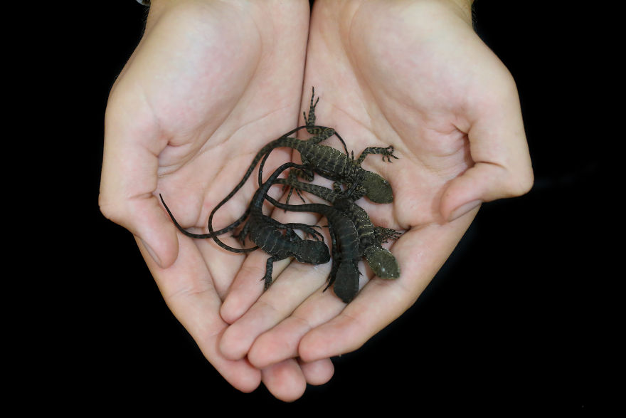 Last Year In November, We Found Eastern Water Dragon Eggs Laid In One Of Our Flower Pots And We Took Good Care Of Them Last Year In November, We Found Eastern Water Dragon Eggs Laid In One Of Our Flower Pots And We Took Good Care Of Them