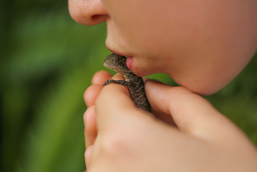 Last Year In November, We Found Eastern Water Dragon Eggs Laid In One Of Our Flower Pots And We Took Good Care Of Them Last Year In November, We Found Eastern Water Dragon Eggs Laid In One Of Our Flower Pots And We Took Good Care Of Them
