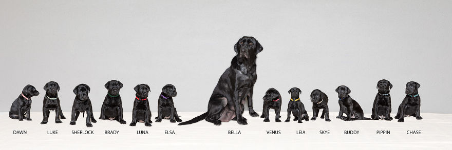 Our Family Adopted A Young Labrador And She Surprised Us With 12 Puppies