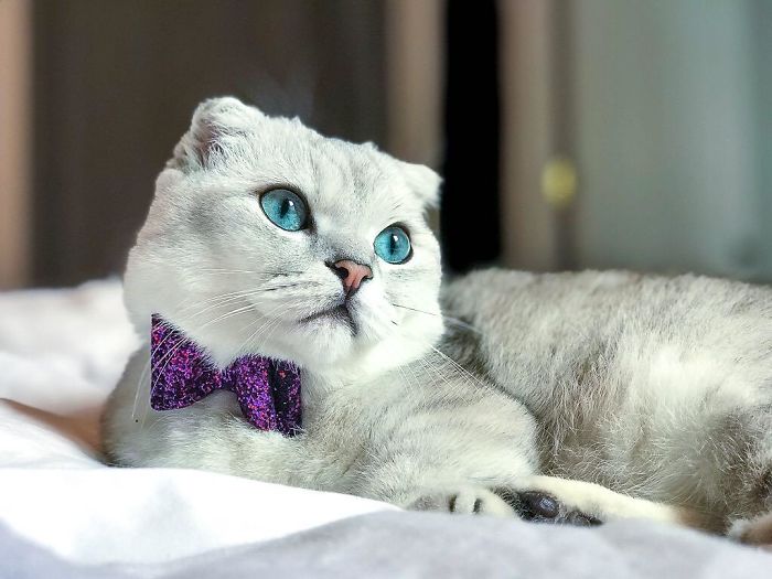 "Is My Bowtie Straight?"