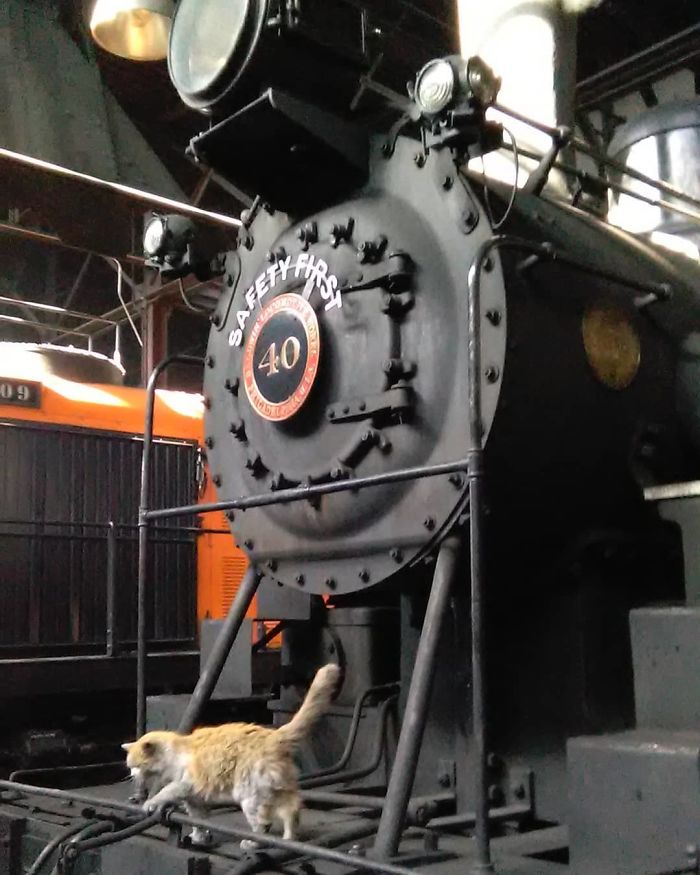 Meet 'Dirt', The Nevada Railway Cat That Always Looks Like He Needs A Bath