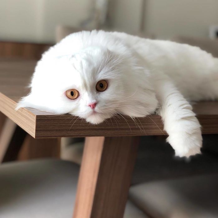 Beautiful Misa The Scottish Fold Cat