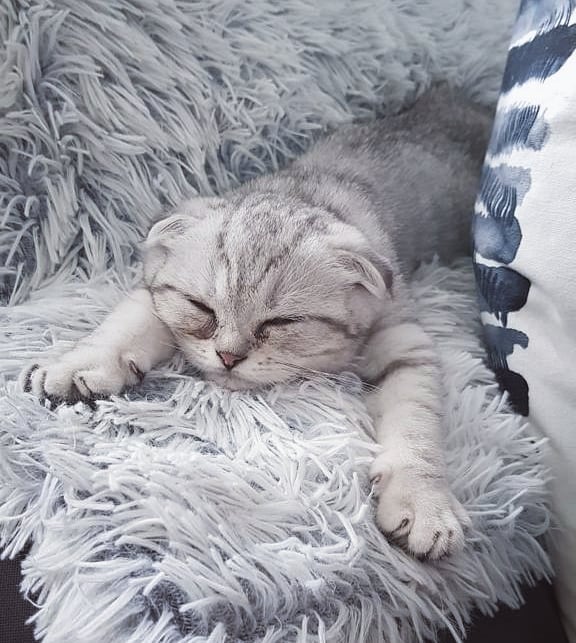 "I'll Just Stay In Bed Thinking About Tuna"