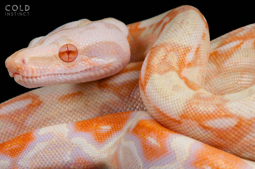 Boa Constrictor Albino