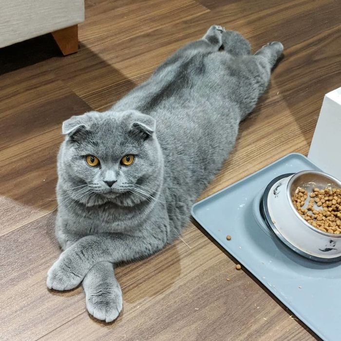 "I Think I Told You To Get Me Salmon For Dinner. I'm Not In A Mood For Biscuits"