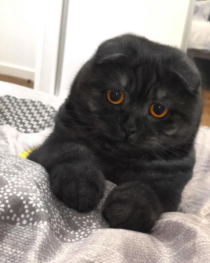 "Wake Up, Human! My Bowl Isn't Going To Fill Itself"