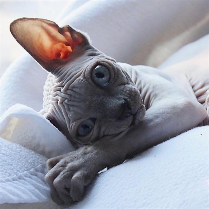 Sphynx cat lying on bed
