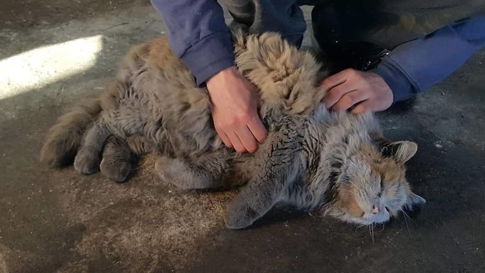 Meet 'Dirt', The Nevada Railway Cat That Always Looks Like He Needs A Bath Meet 'Dirt', The Nevada Railway Cat That Always Looks Like He Needs A Bath