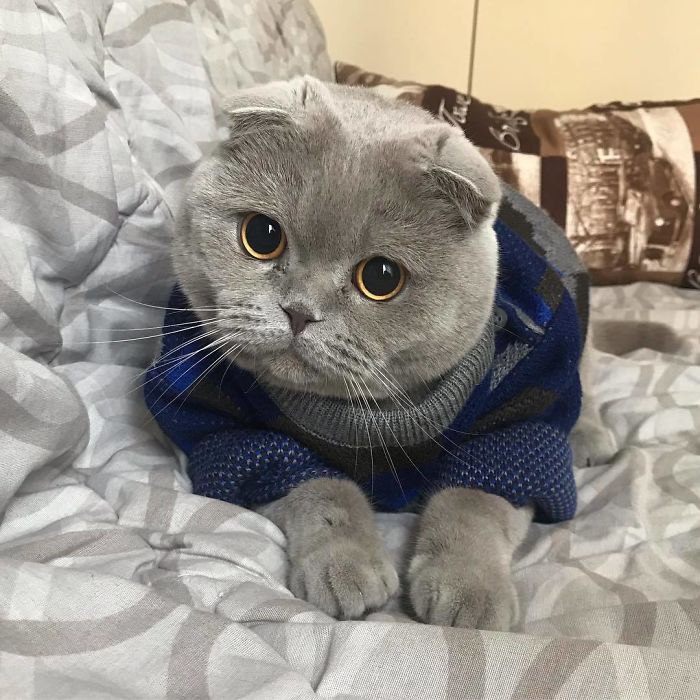 Cute Sweater, Adorable Cat